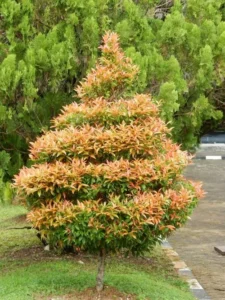 Syzygium oleana — Pucuk Merah (balconygardenweb.com)