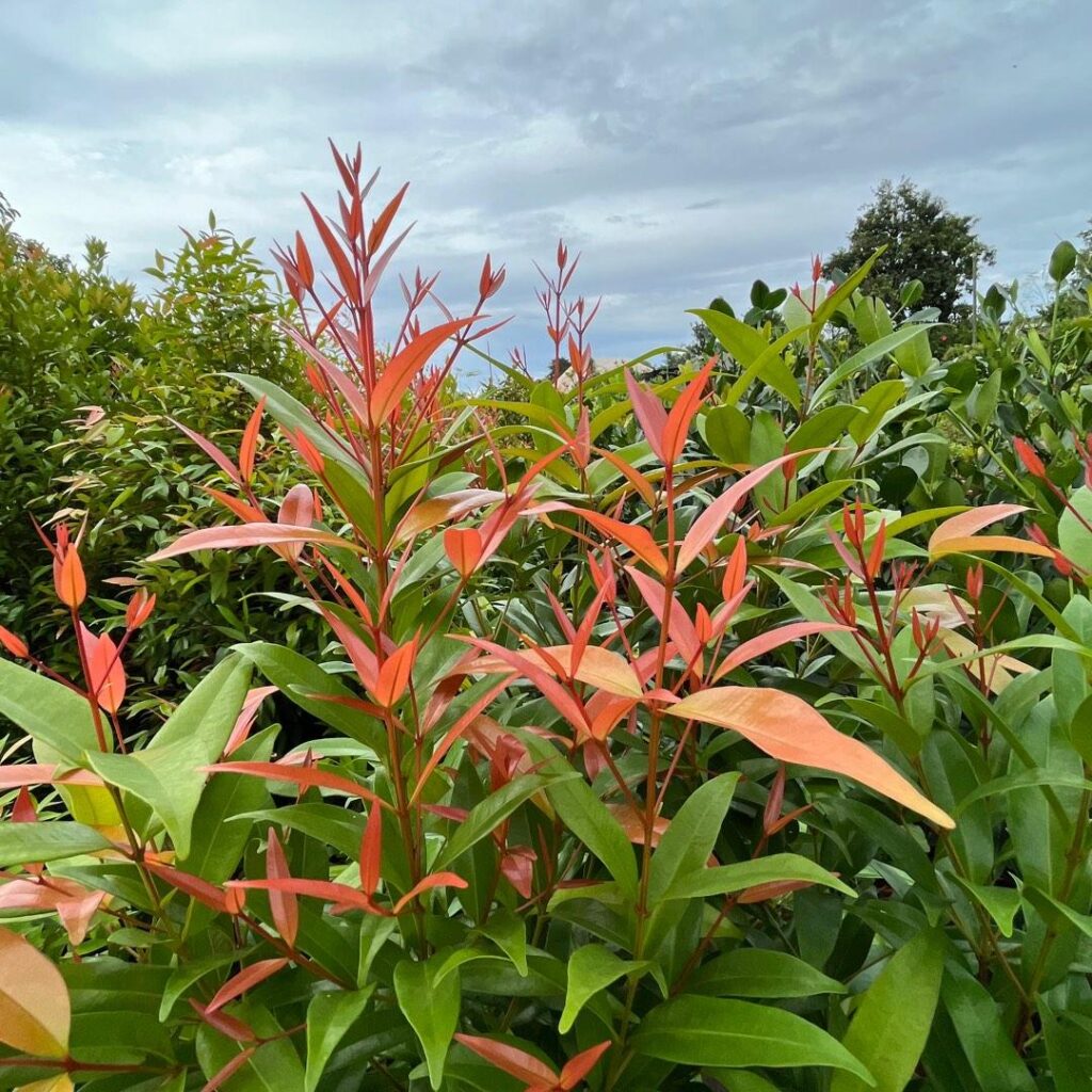 Syzygium oleana — Pucuk Merah (carousell.sg) Syzygium oleana — Pucuk Merah (carousell.sg)