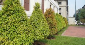 Syzygium oleana — Pucuk Merah (flamboyanasri.com)