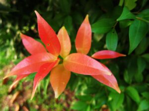 Syzygium oleana — Pucuk Merah (flickr)