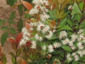 Syzygium oleana — Pucuk Merah (flickr.com)