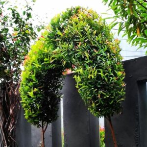 Syzygium oleana — Pucuk Merah (pinterest.com)