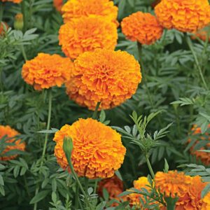 Tagetes erecta — Marigold