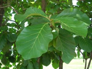 Tectona grandis — Pohon Jati