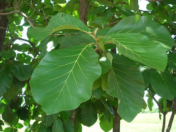 Tectona grandis — Pohon Jati