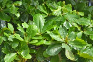 Terminalia catappa — Pohon Ketapang