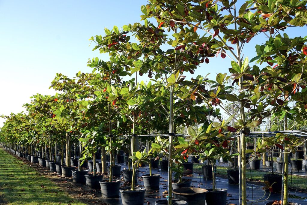 Terminalia catappa — Pohon Ketapang (agrotanisejahtera.co.id)