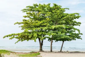 Terminalia catappa — Pohon Ketapang (britannica.com)