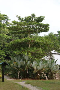 Terminalia catappa — Pohon Ketapang (osa-arboretum.org)