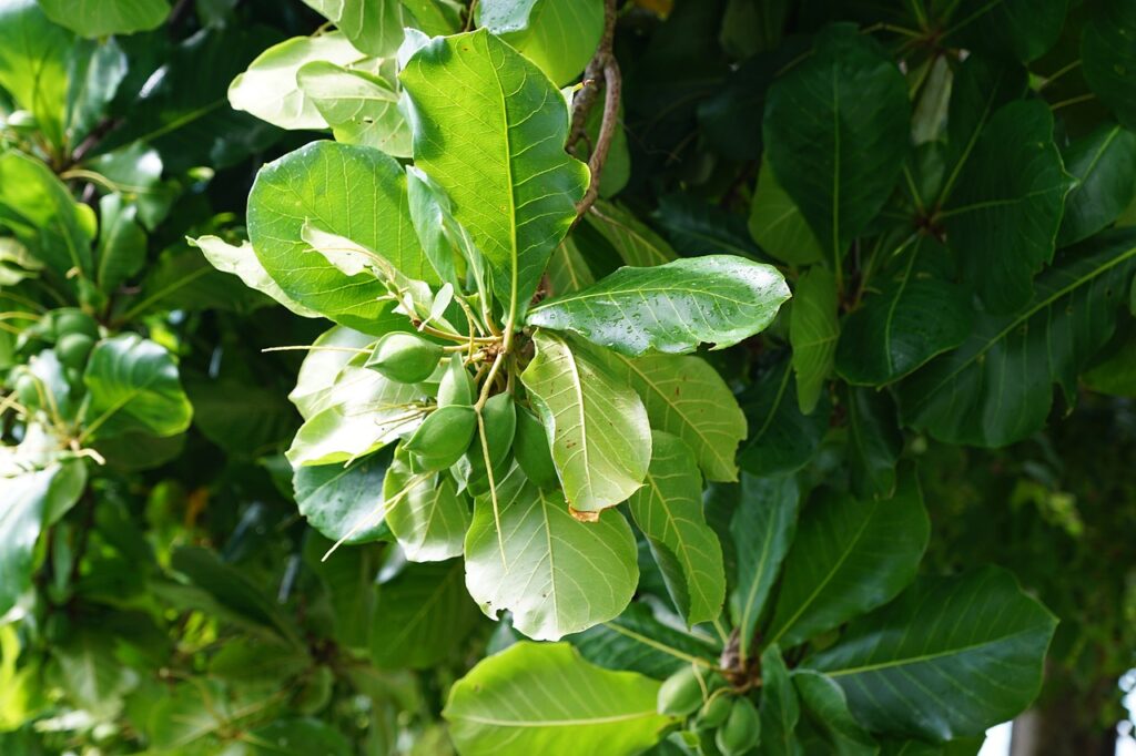 Terminalia catappa — Pohon Ketapang (photosforyou via pixabay)