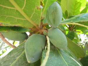 Terminalia catappa — Pohon Ketapang (plantslive.in)
