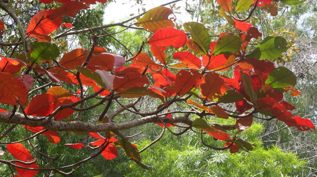 Terminalia catappa — Pohon Ketapang (powo.science.kew.org)