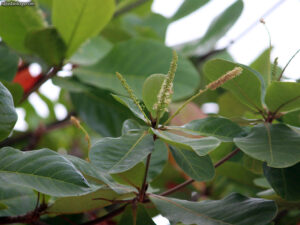 Terminalia catappa — Pohon Ketapang (rajusbiology.com)