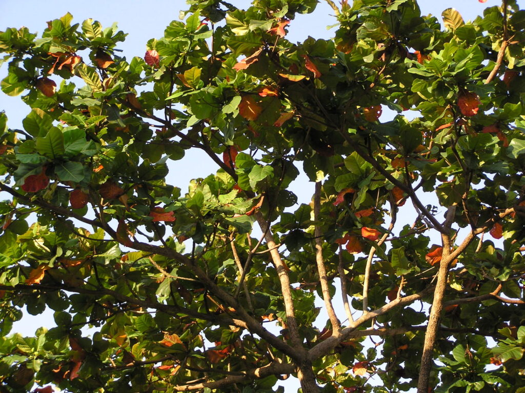 Terminalia catappa — Pohon Ketapang (royal botanic gardens)