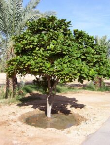 Terminalia catappa — Pohon Ketapang (static.panoramio.com)