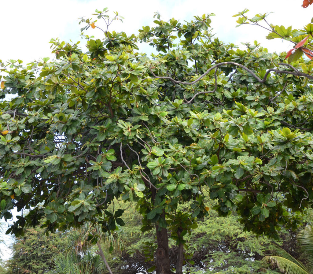 Terminalia catappa — Pohon Ketapang (tradewindsfruit.com)