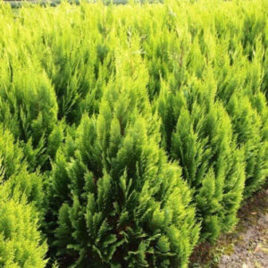 Thuja Orientalis L. — Cemara Kipas