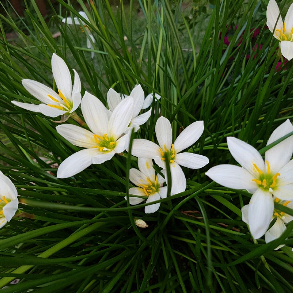 Zephyranthes sp. — Lili Hujan (amarisclinic.ru)