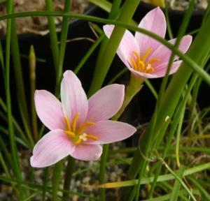 Zephyranthes sp. — Lili Hujan (archivo.infojardin.com)