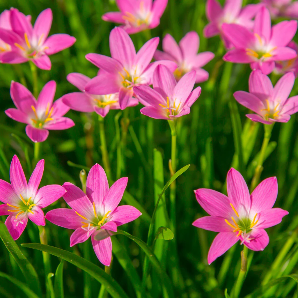 Zephyranthes sp. — Lili Hujan (easytogrowbulbs.com)