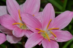 Zephyranthes sp. — Lili Hujan (gchouston.org)