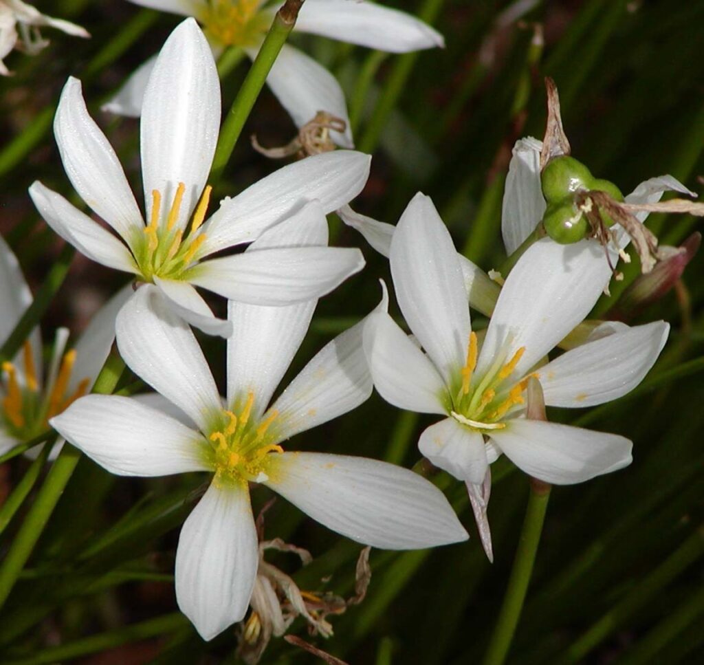 Zephyranthes sp. — Lili Hujan (hubpages.com)