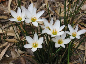 Zephyranthes sp. — Lili Hujan (orlandosentinel.com)