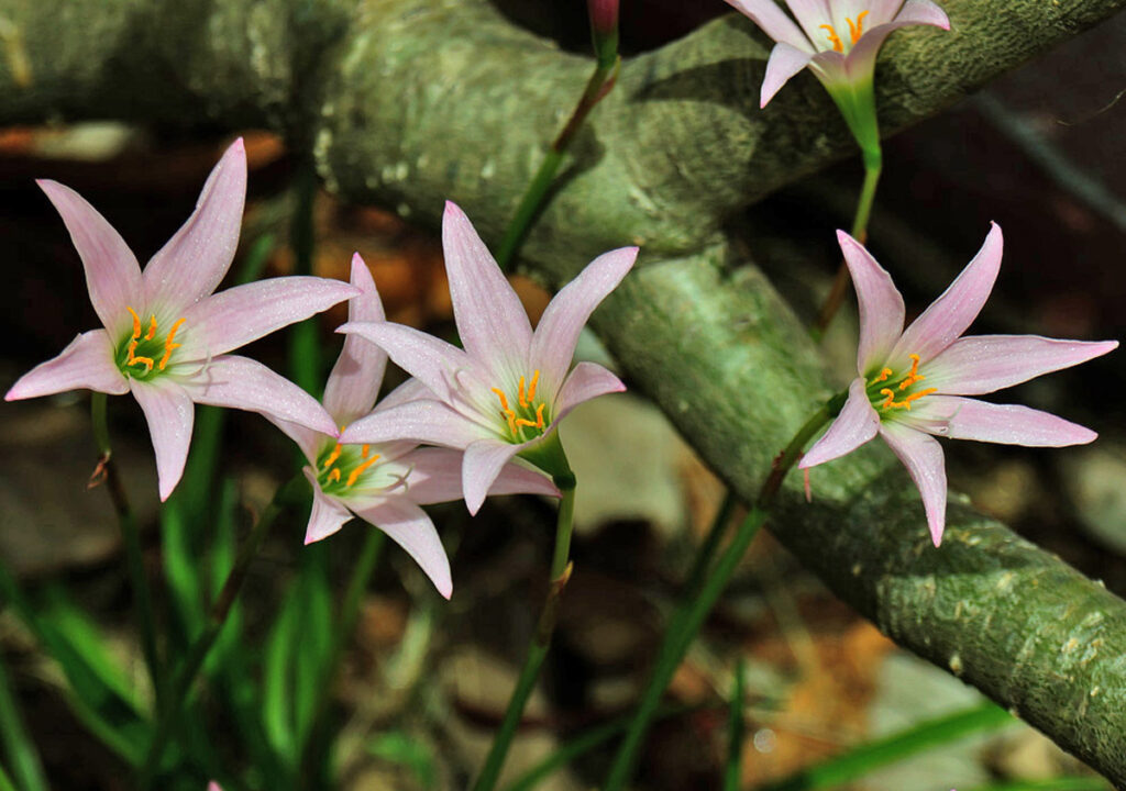 Zephyranthes sp. — Lili Hujan (phytoimages.siu.edu)