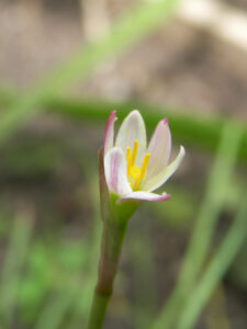 Zephyranthes sp. — Lili Hujan (plantarium.ru)