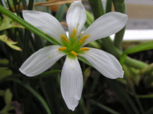Zephyranthes sp. — Lili Hujan (powo.science.kew.org)