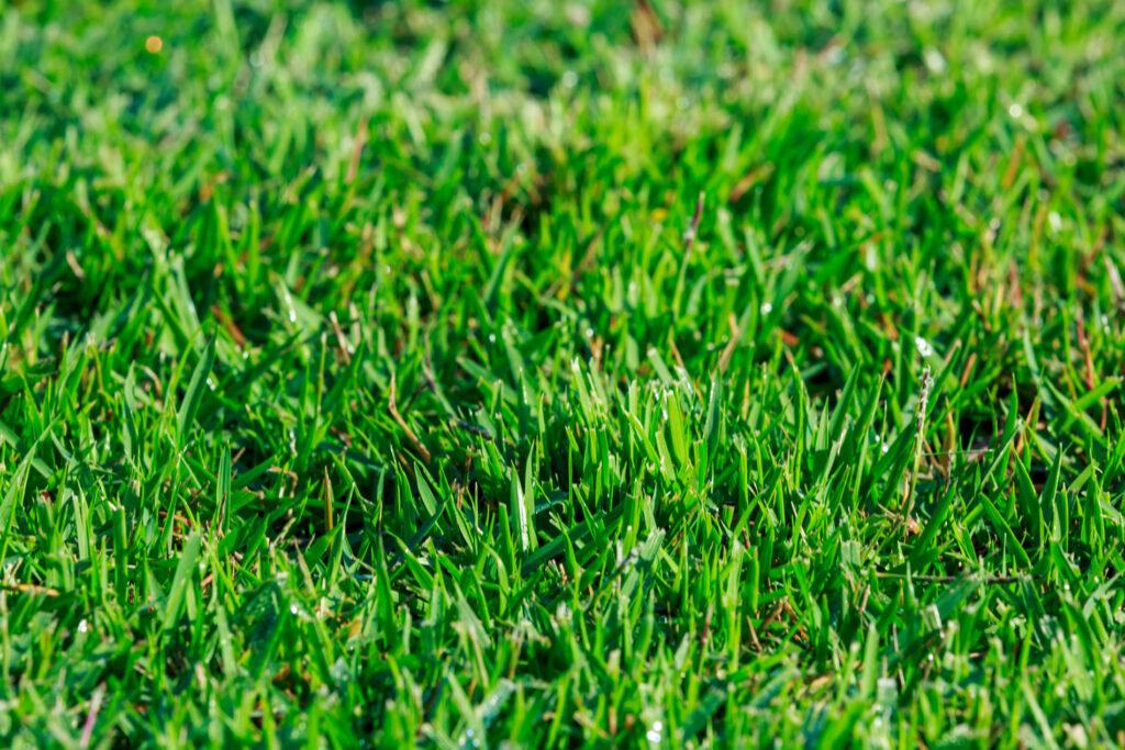 Zoysia japonica — Rumput Jepang (ar.inspiredpencil.com)