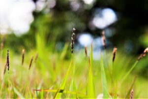 Zoysia japonica — Rumput Jepang (flores.ninja)