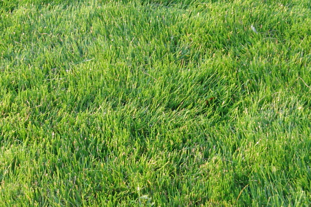 Zoysia japonica — Rumput Jepang (grassmata.com)