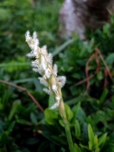 Zoysia japonica — Rumput Jepang (identify.plantnet.org)