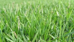 Zoysia japonica — Rumput Jepang (myhometurf.com.au)