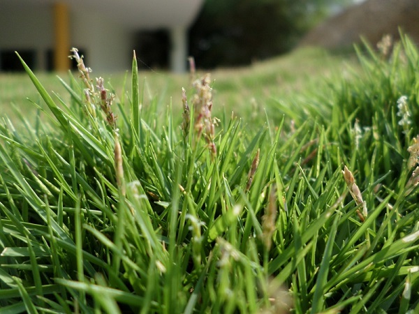 Zoysia japonica — Rumput Jepang (sites.google.com)