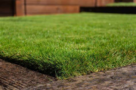 Zoysia japonica — Rumput Jepang (thegrassoutlet.com)