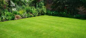 Zoysia japonica — Rumput Jepang (wikilawn.com)