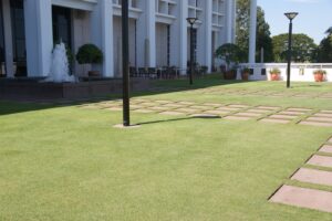 Zoysia matrella — Rumput Manila (abovecapricorn.blogspot.com)