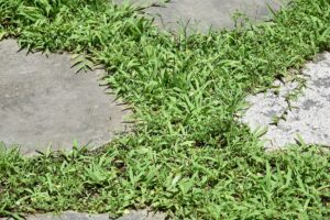 Zoysia matrella — Rumput Manila (artpictures.club)