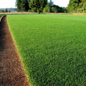 Zoysia matrella — Rumput Manila (bibitbunga.com)