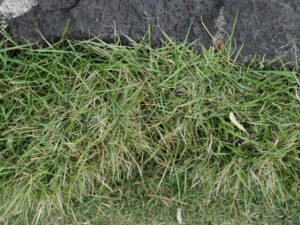 Zoysia matrella — Rumput Manila (flickr.com)