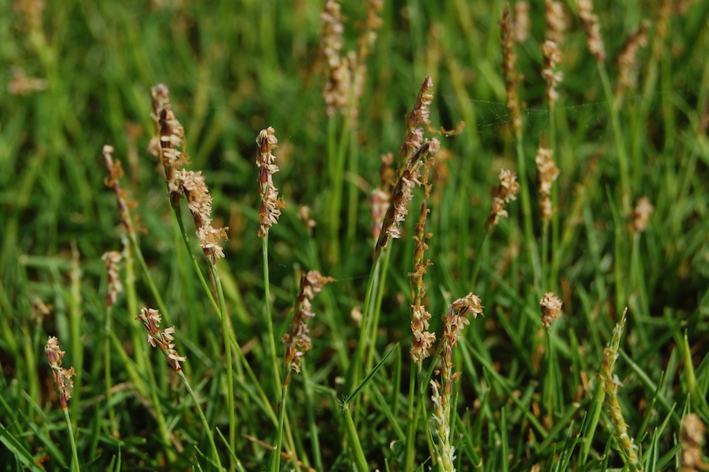Zoysia matrella — Rumput Manila (flickr.com)
