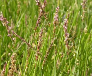 Zoysia matrella — Rumput Manila (in.pinterest.com)