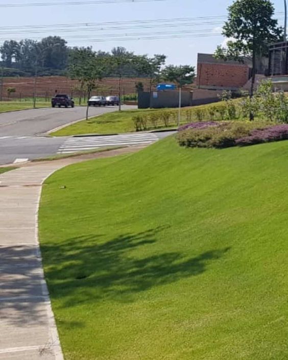 Zoysia matrella — Rumput Manila (jardineiro.net)
