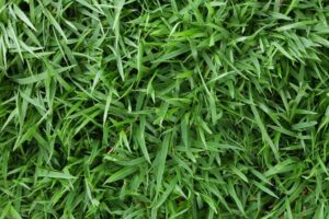 Zoysia matrella — Rumput Manila (jualrumputaman.my.id)