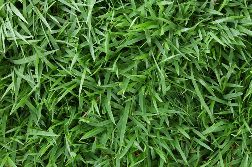 Zoysia matrella — Rumput Manila (jualrumputaman.my.id)