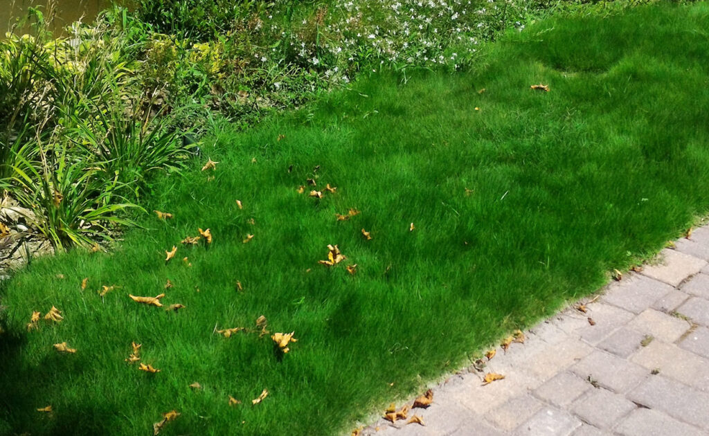 Zoysia matrella — Rumput Manila (juniorgarden.it)