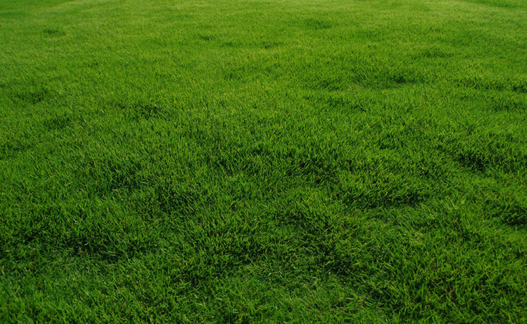 Zoysia matrella — Rumput Manila (juniorgarden.it)