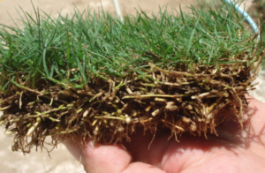 Zoysia matrella — Rumput Manila (pratoarotoli.it)